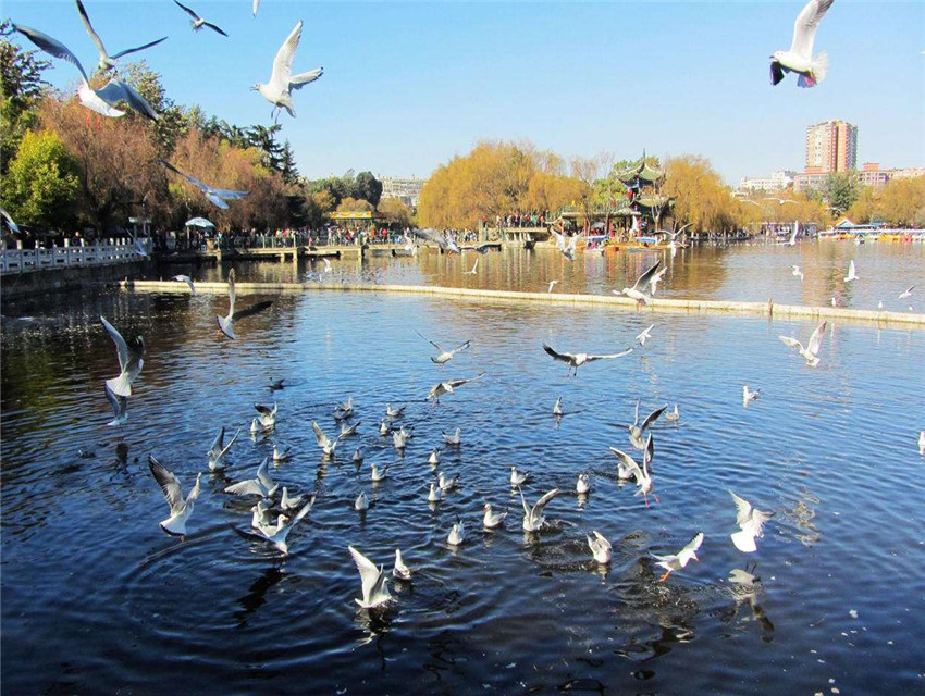 1564987798369393.jpg 翠湖.jpg