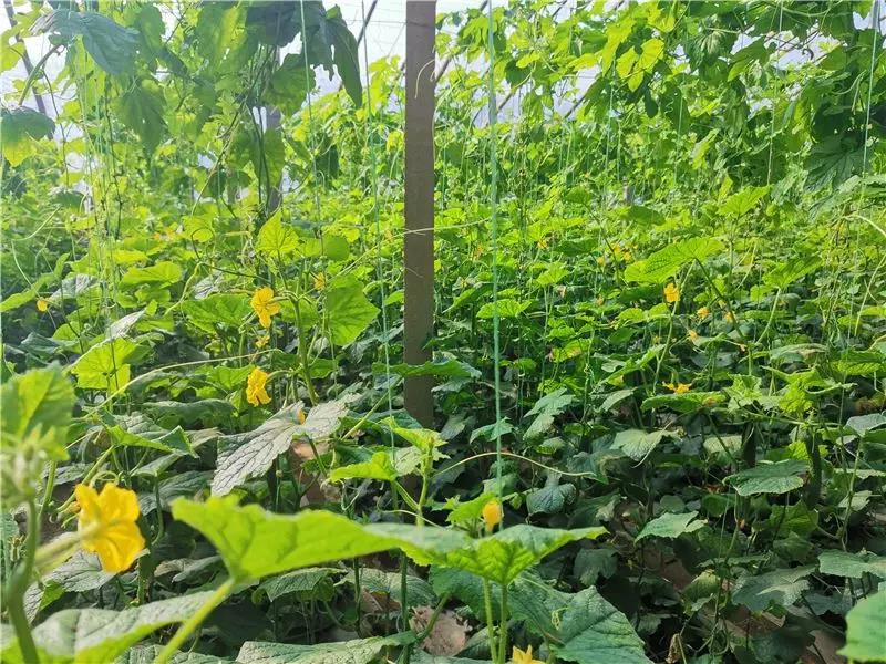 1581664131780526.jpg 微信图片_20200214150841.jpg