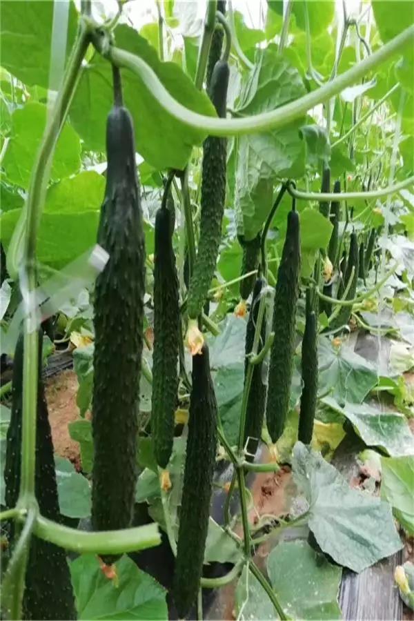 1581664248741334.jpg 2.jpg