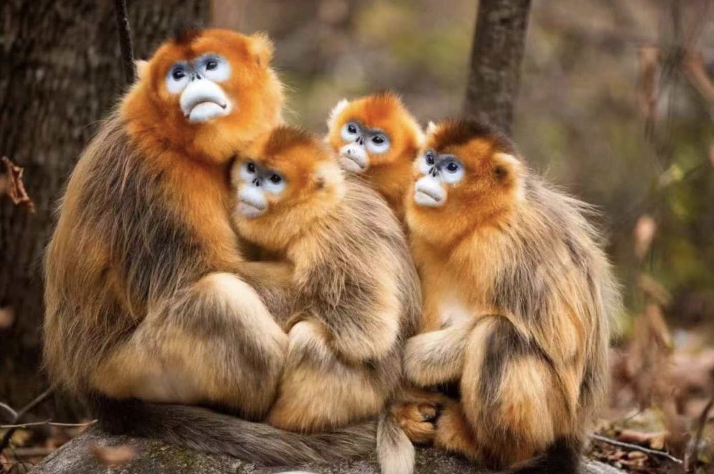 1661002477675380.png 截屏2022-08-20 下午9.22.46.png