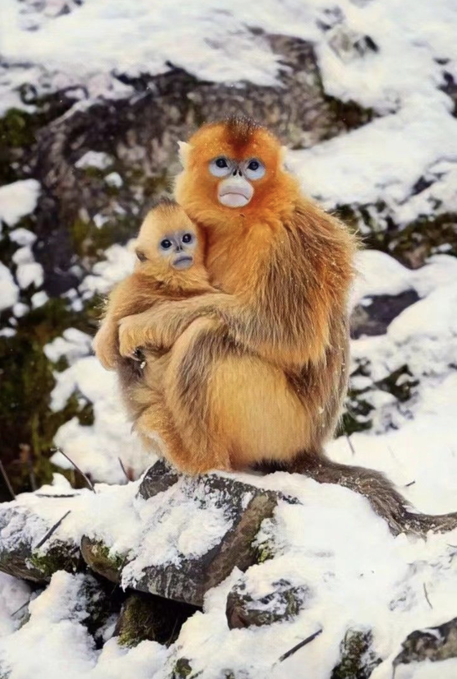 1661002582608083.png 截屏2022-08-20 下午9.23.47.png