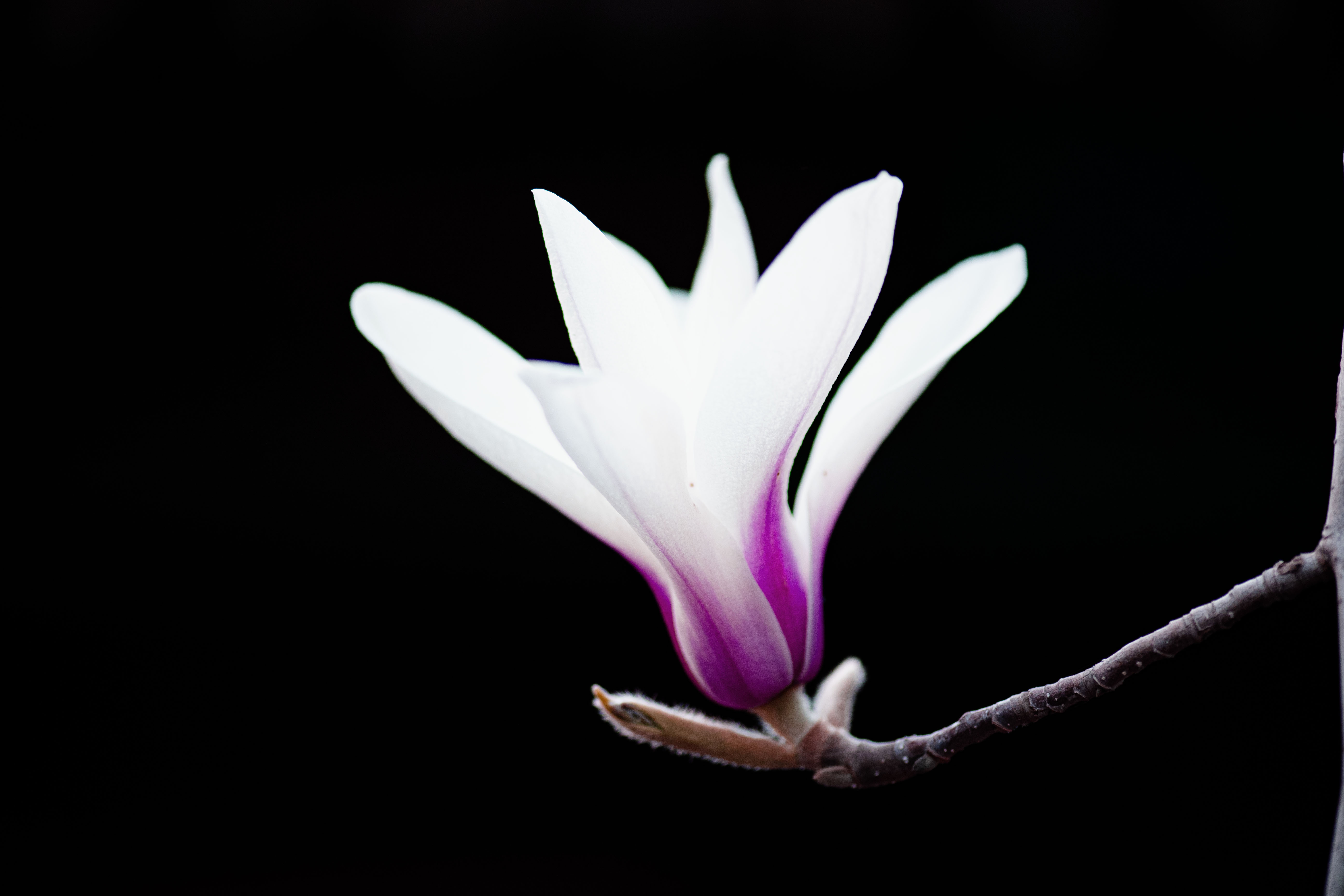 1680585825284111.jpg 2023年3月26日北京大觉寺玉兰花-5.jpg