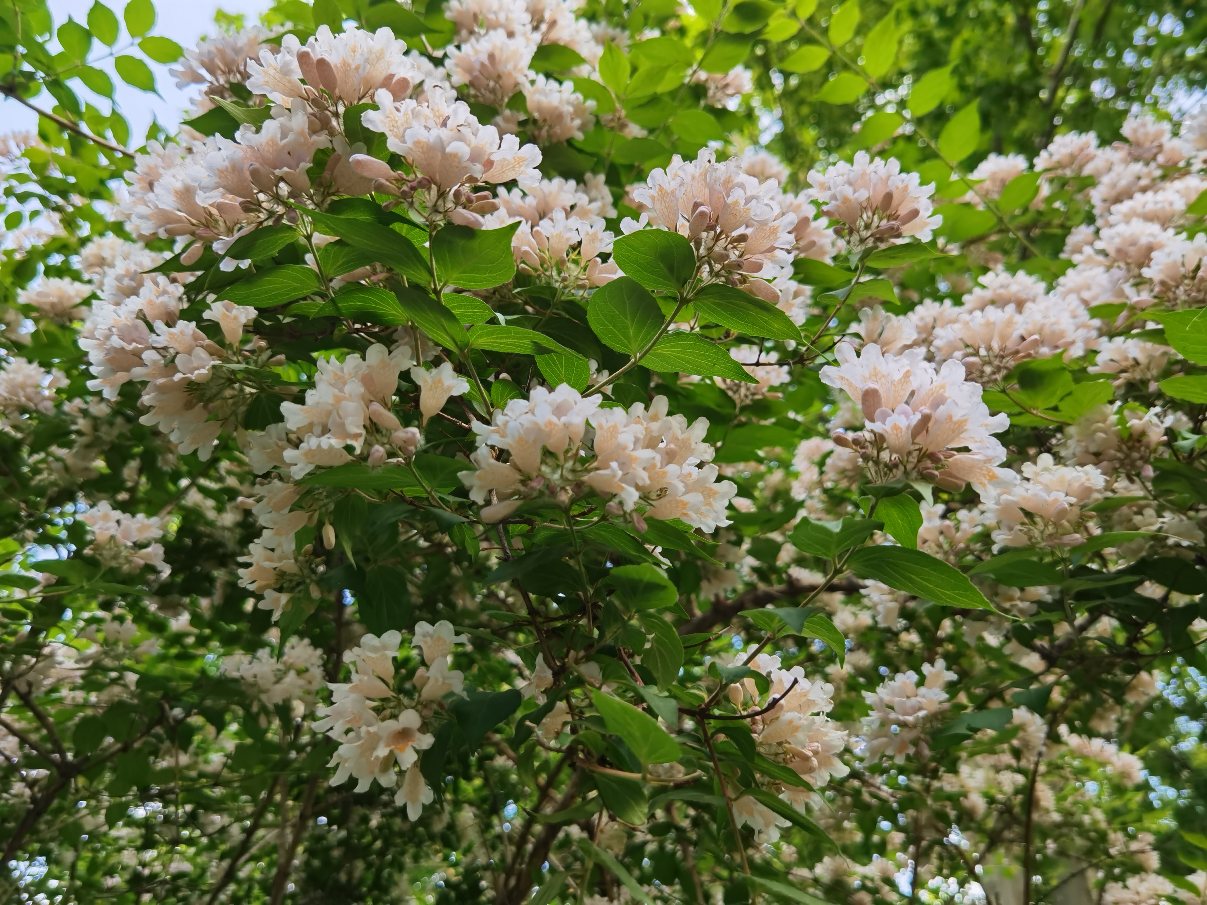 1683357870166983.jpeg WechatIMG10834.jpeg