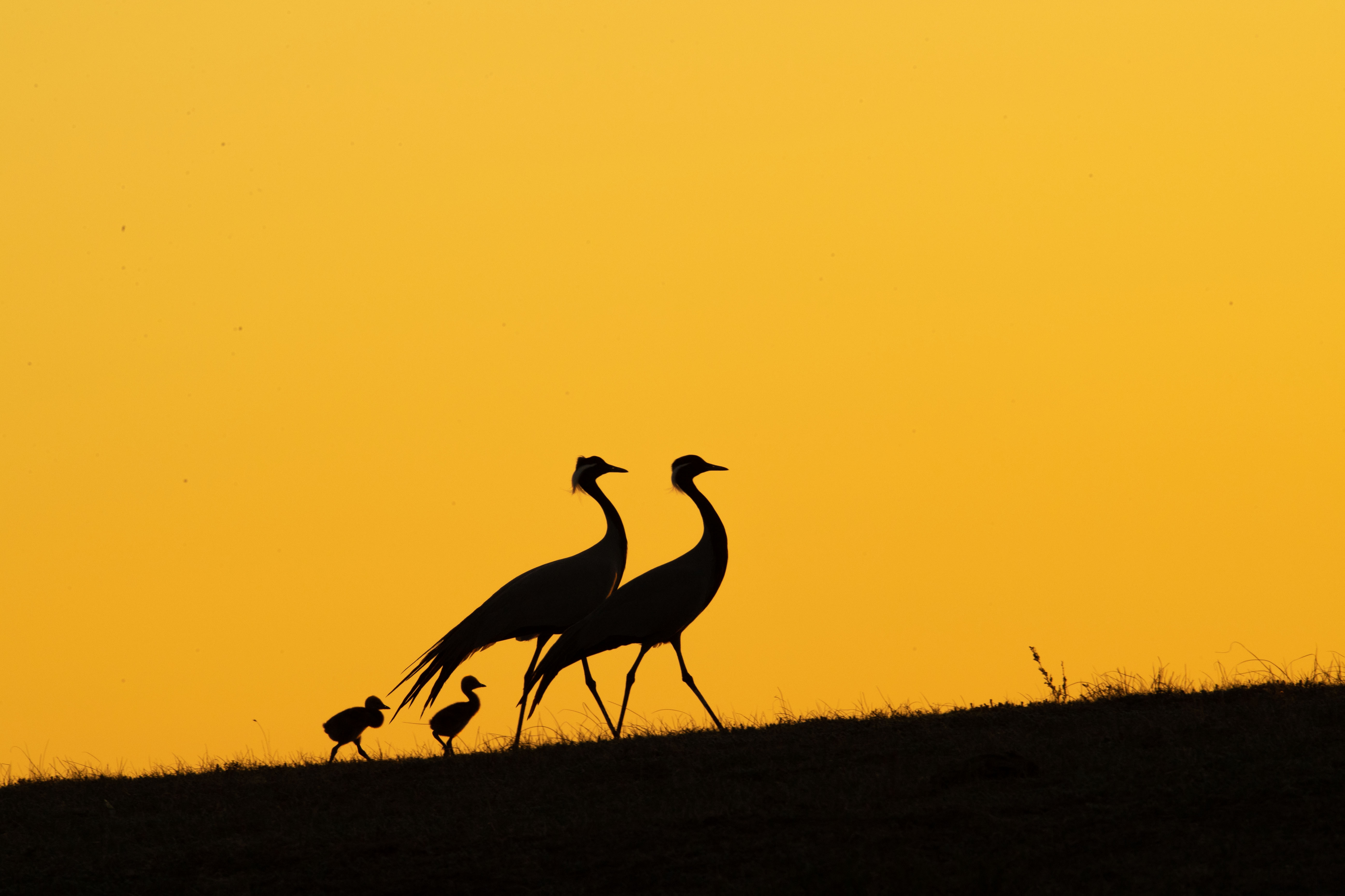 1687482491389424.jpg 蓑羽鹤-2.jpg