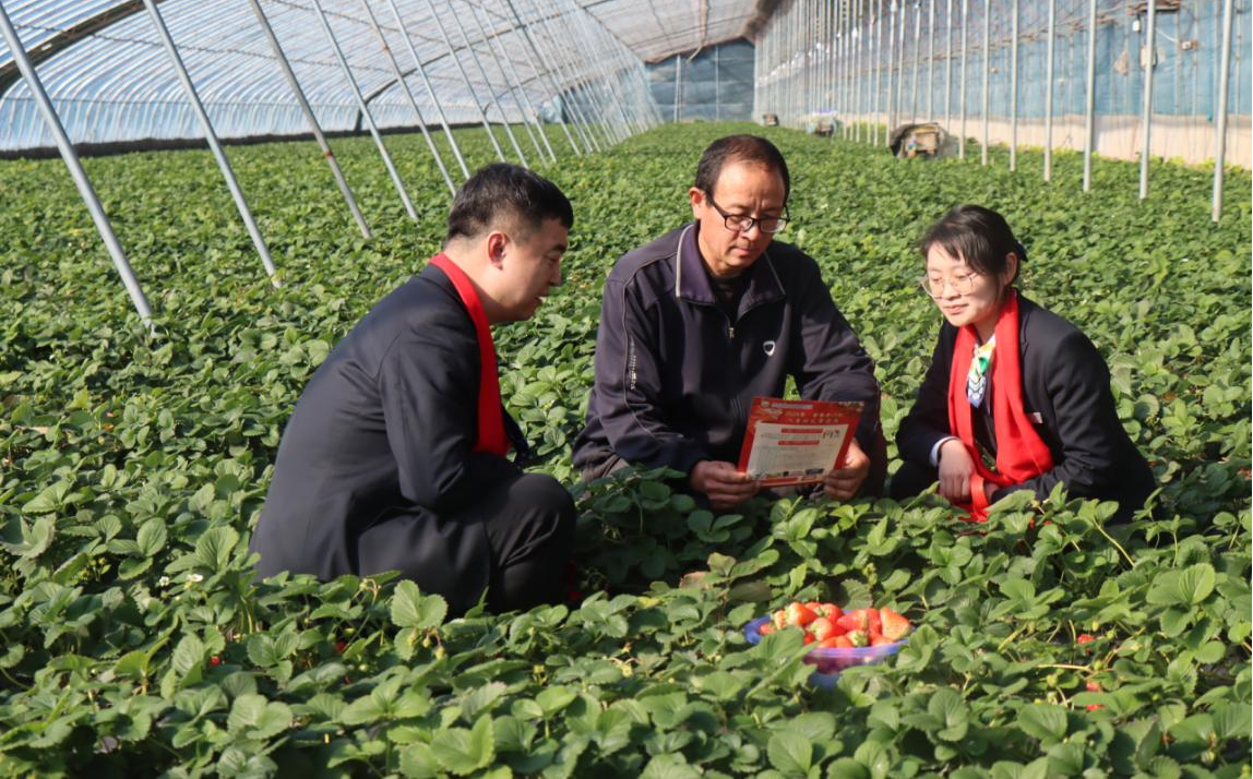 1741827520277086.png 工作人员深入草莓大棚了解草莓种植户金融需求.png